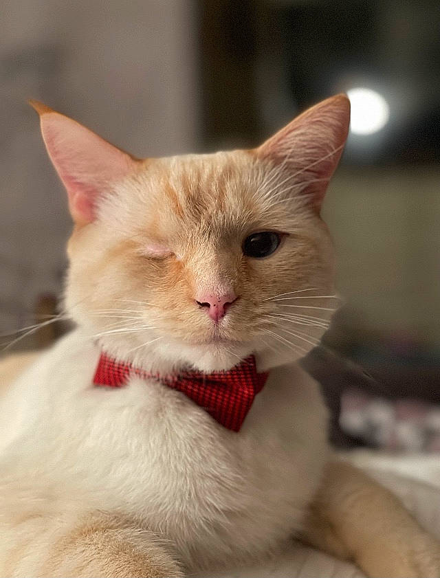 Popeye is registered to the contest to win money with this photo: carnivore, cat, claw, domestic_short_haired_cat, fawn, felidae, fur, paw, small_to_medium_sized_cats, snout, tail, terrestrial_animal, whiskers, wildlife