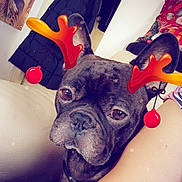 Rio a rejoint le concours — aidez-le/la à gagner de superbes lots ! dog, french_bulldog, reindeer_antlers_filter, pet, indoor, couch, arm, coat, clothing, portrait, close_up, brown_eyes, nose, ear, face, home_decor, painting, wall, person, casual