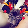 dog, french_bulldog, reindeer_antlers_filter, pet, indoor, couch, arm, coat, clothing, portrait, close_up, brown_eyes, nose, ear, face, home_decor, painting, wall, person, casual