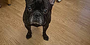 Rio a rejoint le concours — aidez-le/la à gagner de superbes lots ! dog, french_bulldog, indoor, wooden_floor, table, red_tablecloth, person, sneakers, chair, pet, animal, curious, ears, standing, looking, floor, home, casual, legs, furniture