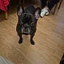 dog, french_bulldog, indoor, wooden_floor, table, red_tablecloth, person, sneakers, chair, pet, animal, curious, ears, standing, looking, floor, home, casual, legs, furniture