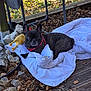 Rio participe au concours pour gagner de l'argent avec cette photo : dog, french_bulldog, brindle, blanket, toy, rubber_chicken, leaves, outdoor, wooden_deck, statue, fall, nature, pet, animal, resting, daylight, garden, cozy, relaxed, brown