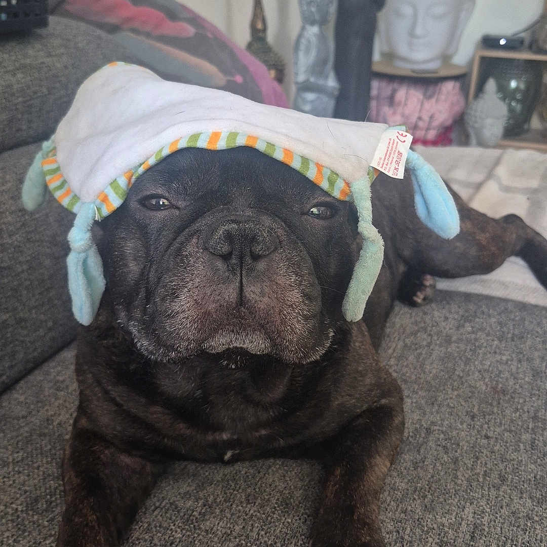 Rio participe au concours pour gagner de l'argent avec cette photo : animal, brindle, buddha, close_up, couch, decor, dog, furniture, gray, hat, indoor, living_room, pet, relaxed, remote_control, resting, sleepy, soft, statues, wearing