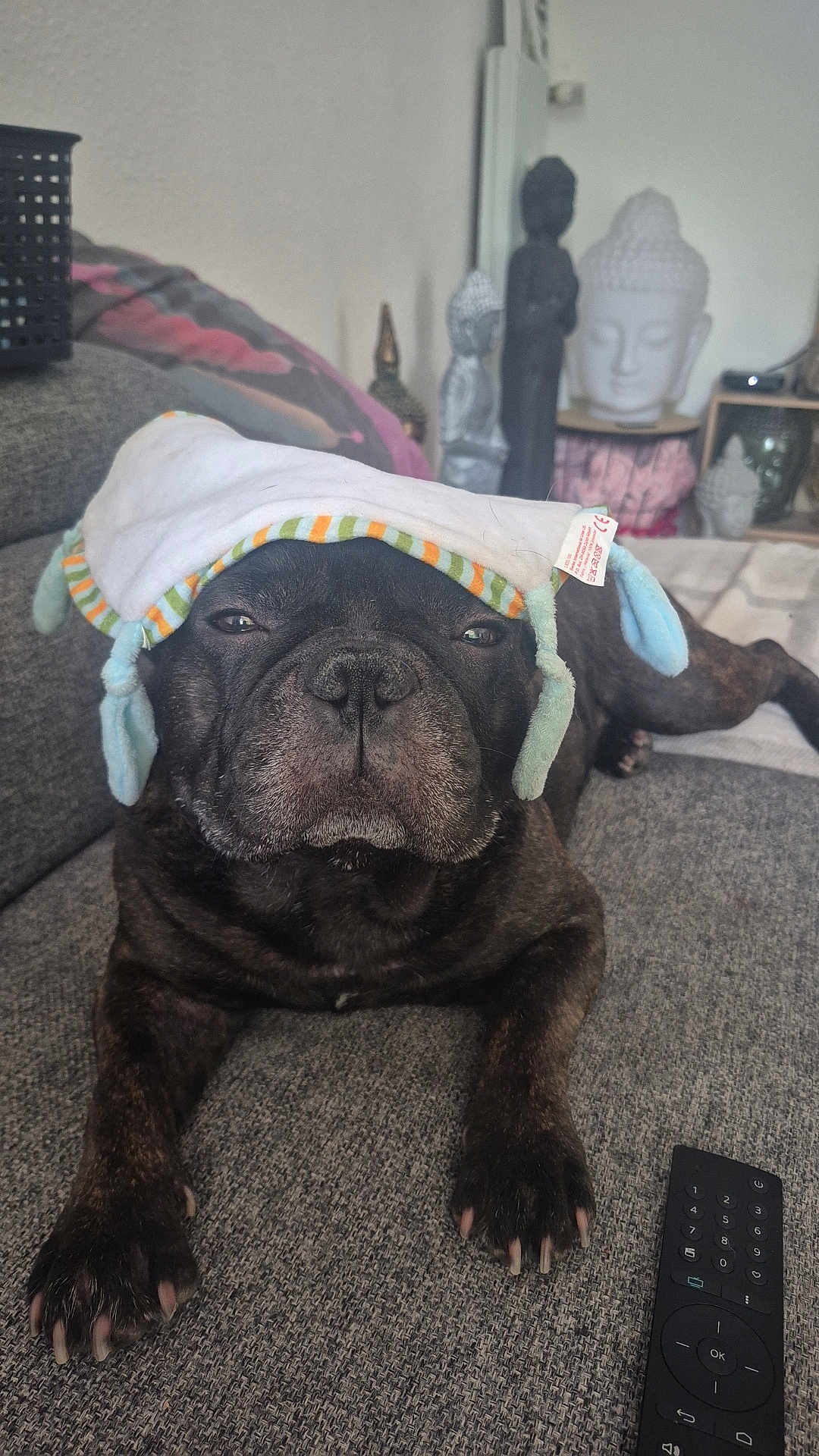 Rio participe au concours pour gagner de l'argent avec cette photo : dog, brindle, hat, couch, remote_control, indoor, statues, buddha, relaxed, pet, animal, furniture, resting, close_up, wearing, gray, soft, decor, living_room, sleepy