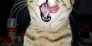 Coco joined the competition — help win amazing prizes! cat, tabby, animal, pet, whiskers, tongue, mouth_open, indoor, close_up, fur, ears, eyes, striped, cute, feline, mammal, domestic, portrait, looking, sitting
