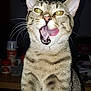 cat, tabby, animal, pet, whiskers, tongue, mouth_open, indoor, close_up, fur, ears, eyes, striped, cute, feline, mammal, domestic, portrait, looking, sitting