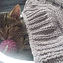 Coco joined the competition — help win amazing prizes! kitten, sleeping, metal_bowl, pink_ball, blanket, gray_blanket, tabby, striped_fur, pet, indoor, resting, cozy, closeup, human_leg, soft_texture, animal, cute, relaxed, fur, napping