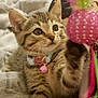 Coco joined the competition — help win amazing prizes! kitten, cat, tabby, paw, toy, feathers, collar, bell, blanket, leopard_print, indoor, pet, cute, curious, feline, fur, whiskers, playful, young, cozy