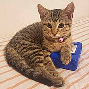 Coco joined the competition — help win amazing prizes! kitten, cat, tabby, striped, bedspread, pink_bell, collar, blue_box, paw, resting, curious, fur, whiskers, indoor, pet, animal, cute, young, small, sleepy