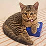 kitten, cat, tabby, striped, bedspread, pink_bell, collar, blue_box, paw, resting, curious, fur, whiskers, indoor, pet, animal, cute, young, small, sleepy