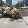 animal, blue_sky, cat, clouds, curious, ears, eyes, feline, glass_door, home, indoor, pet, plant, relaxing, resting, shadow, sunlight, tile_floor, whiskers, window