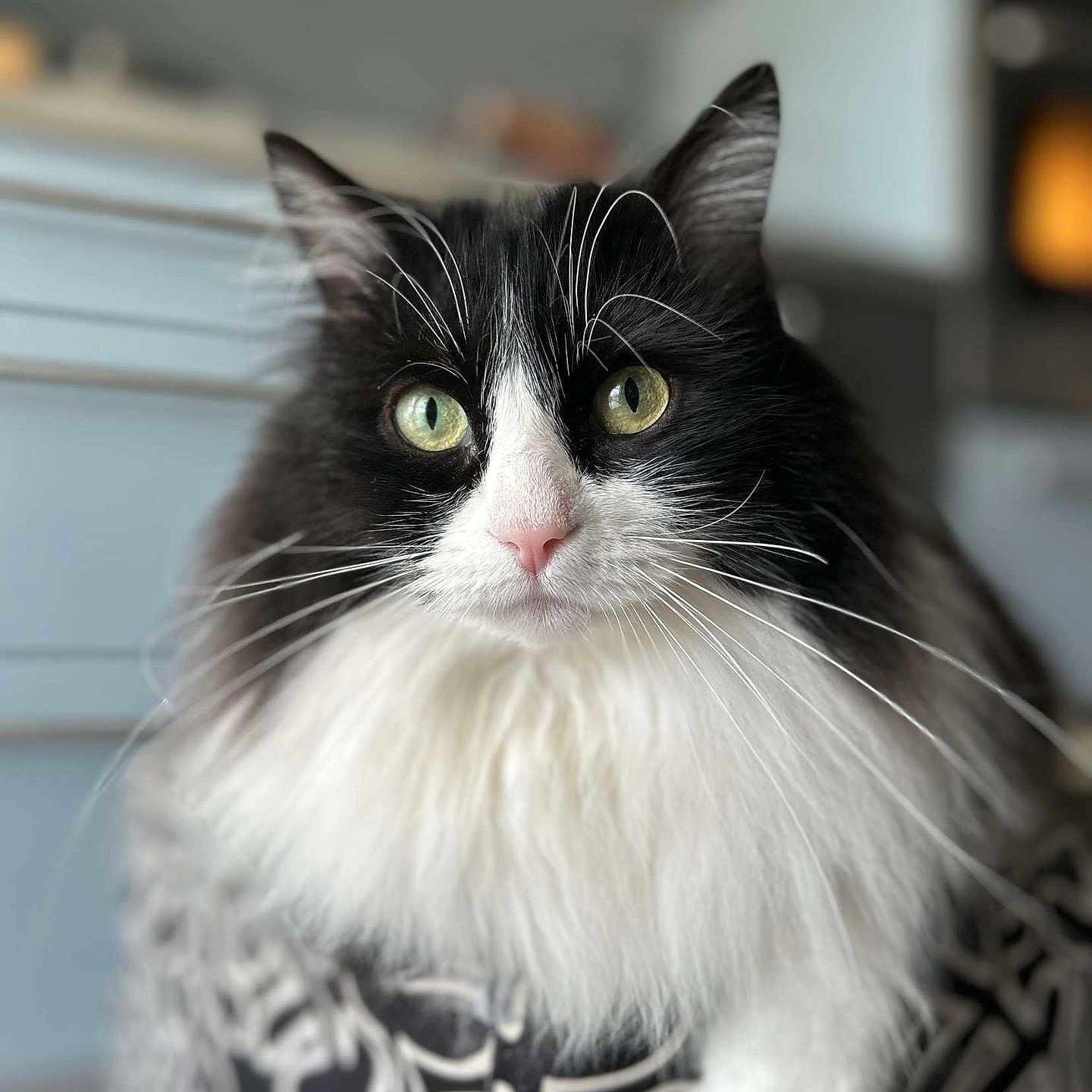 Gratos participe au concours pour gagner de l'argent avec cette photo : animal_face, black_and_white, cat, closeup, curious, cushion, domestic_animal, feline, fluffy, furry, green_eyes, indoor, long_hair, pet, pink_nose, portrait, relaxed, seated, soft_focus, whiskers