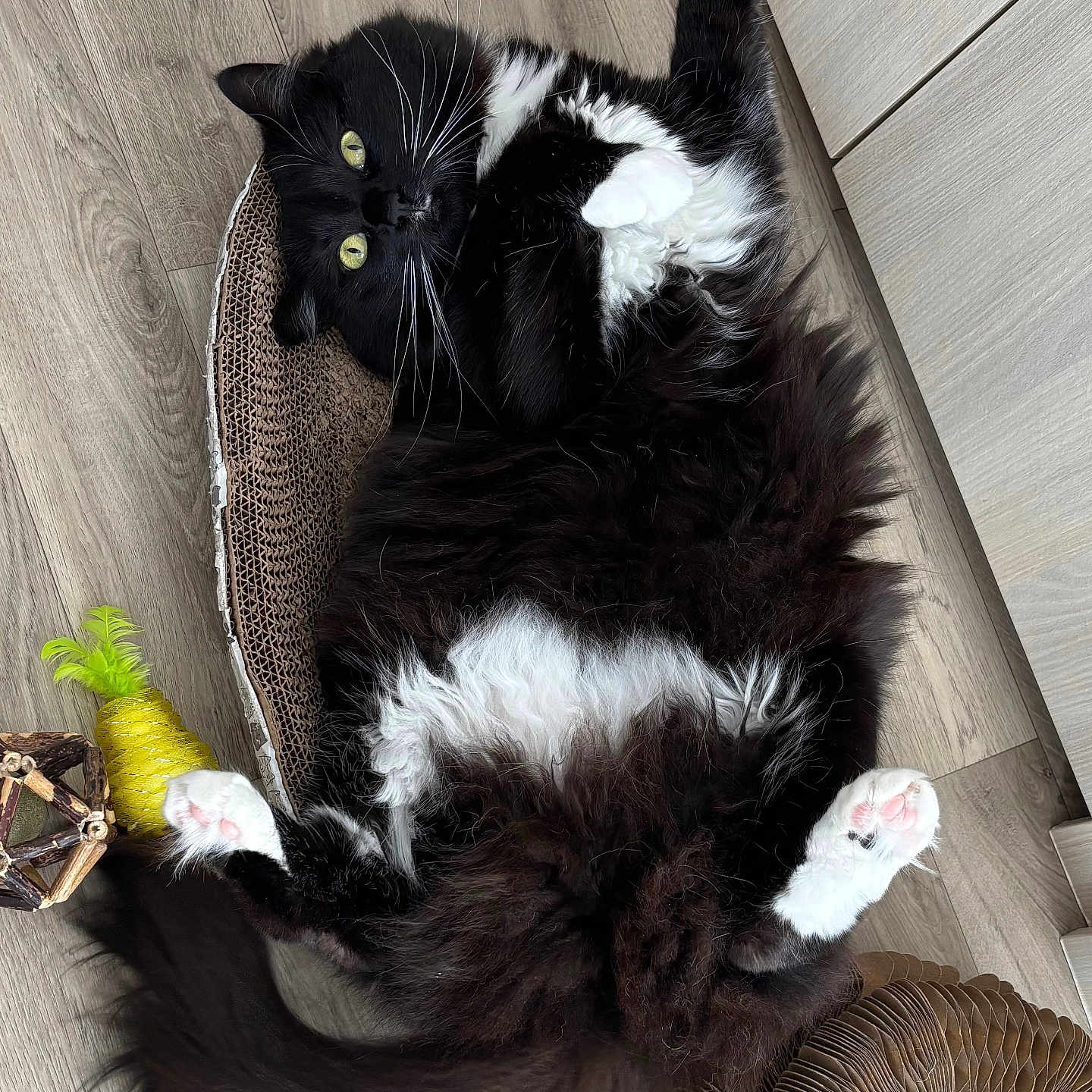 Bounty participe au concours pour gagner de l'argent avec cette photo : animal, architecture, basket, bed, blackcat, building, cat, chair, couch, furniture, hardwood, indoors, interiordesign, kitten, livingroom, manx, person, pet, room, wood