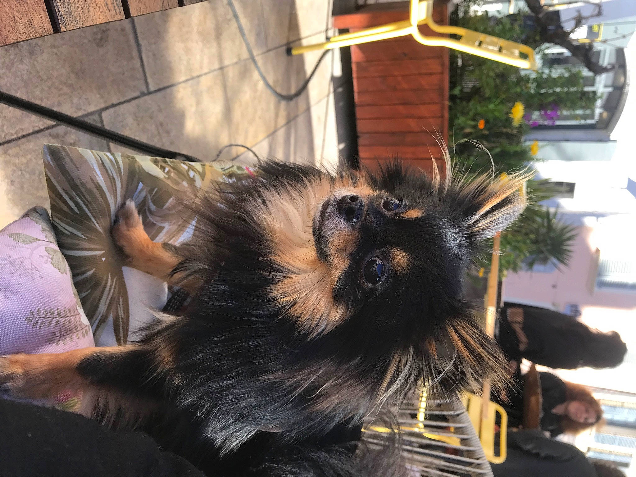 Marius a rejoint le concours — aidez-le/la à gagner de superbes lots ! canidae, carnivore, companion_dog, dog, dog_breed, ear, felidae, fur, palm_tree, plant, snout, sporting_group, tree, whiskers