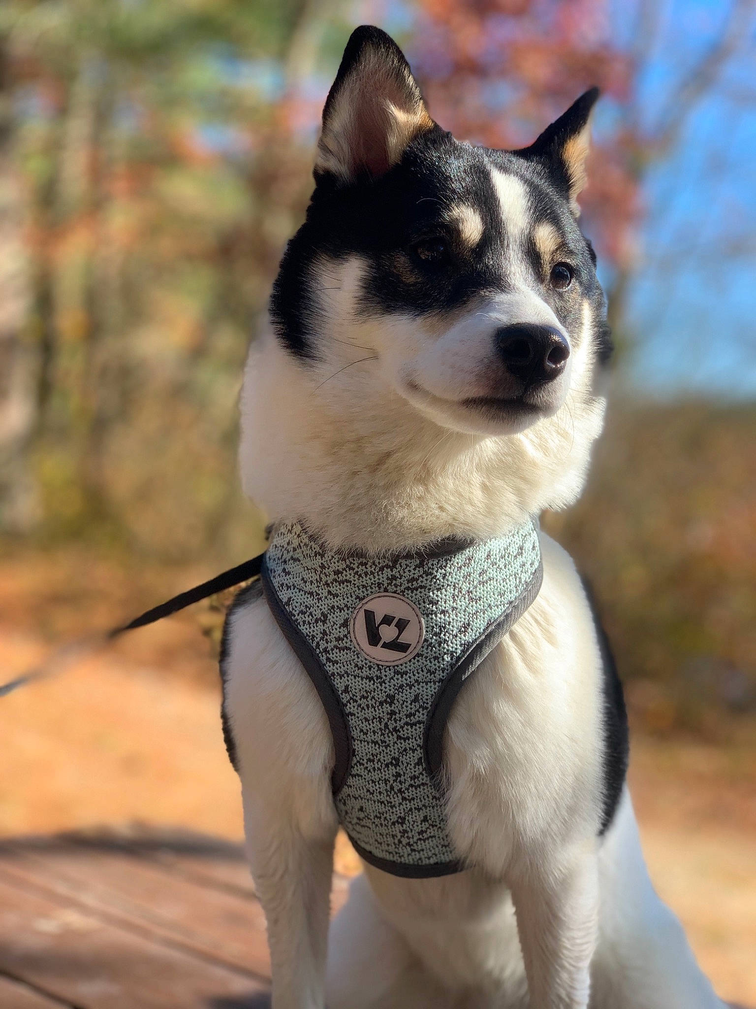 Luna is registered to the contest to win money with this photo: canidae, carnivore, companion_dog, dog, dog_breed, east_siberian_laika, mammal, norwegian_lundehund, rare_breed_dog, rat_terrier, seppala_siberian_sleddog, siberian_husky, vertebrate