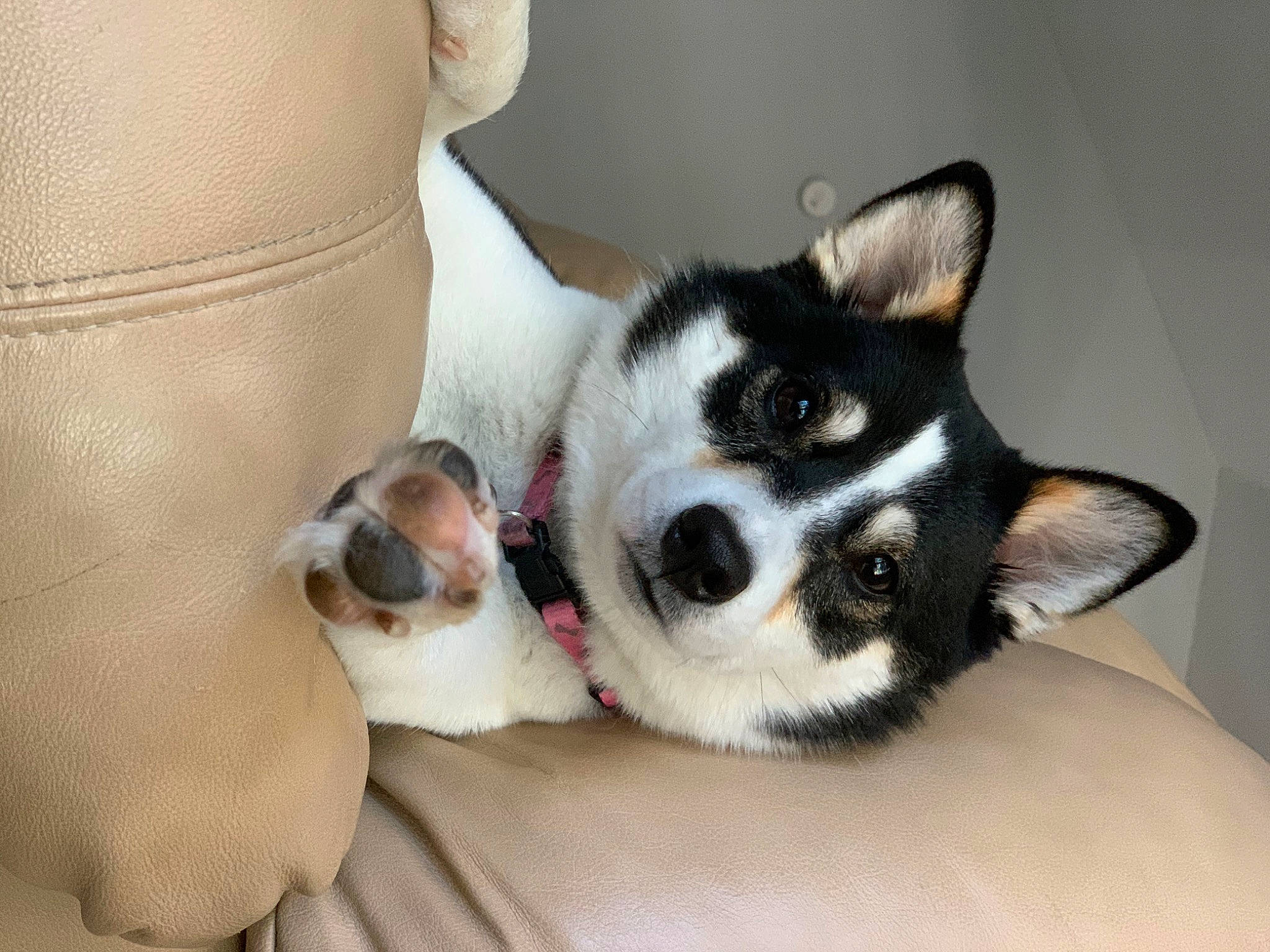 Luna joined the competition — help win amazing prizes! canidae, carnivore, companion_dog, dog, dog_breed, ear, fawn, mammal, paw, puppy, puppy_love, siberian_husky, snout, sporting_group, vertebrate, whiskers