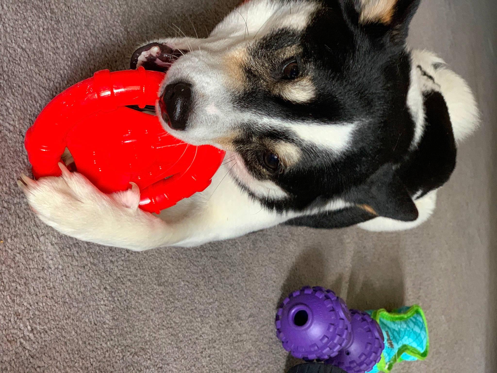 Luna is registered to the contest to win money with this photo: canidae, carnivore, dog, dog_breed, dog_supply, dog_toy, paw, puppy, rat_terrier, snout