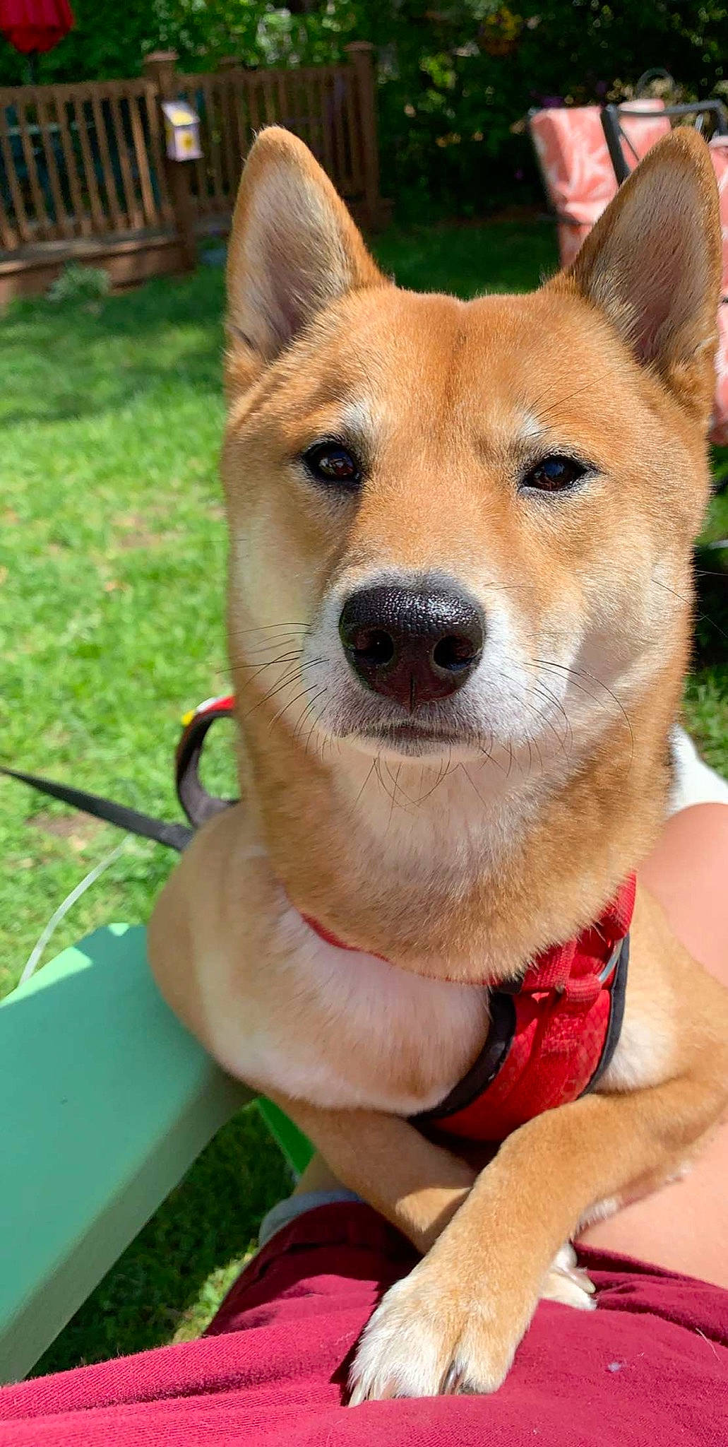 Tyson joined the competition — help win amazing prizes! ancient_dog_breeds, canaan_dog, canidae, carnivore, carolina_dog, companion_dog, dingo, dog, dog_breed, hokkaido, korean_jindo_dog, mammal, new_guinea_singing_dog, non_sporting_group, norwegian_buhund, rare_breed_dog, shiba_inu, shikoku, snout, vertebrate