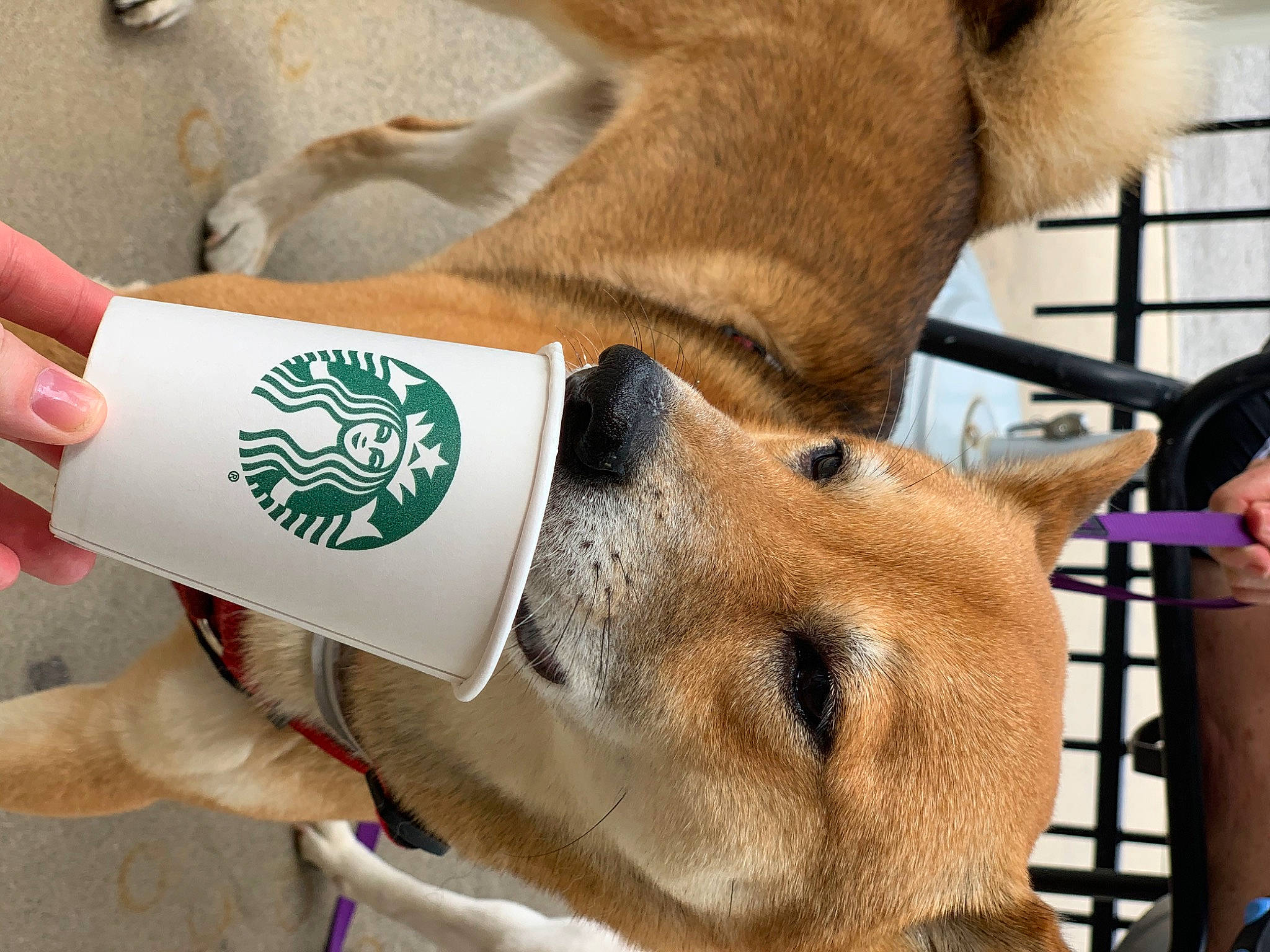 Tyson is registered to the contest to win money with this photo: canidae, carnivore, companion_dog, dog, dog_breed, ear, fawn, mammal, non_sporting_group, shiba_inu, snout