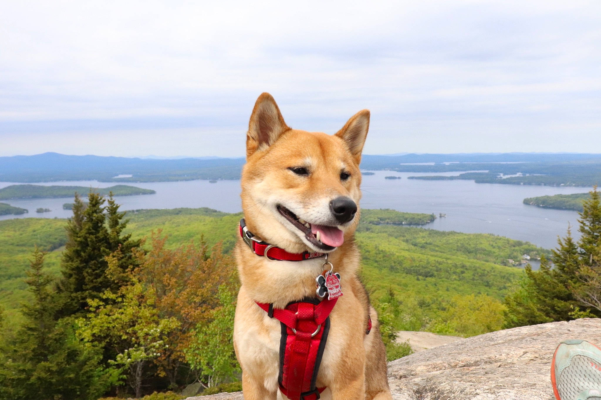 Tyson joined the competition — help win amazing prizes! akita, ancient_dog_breeds, canaan_dog, canidae, carnivore, carolina_dog, companion_dog, dog, dog_breed, fawn, korean_jindo_dog, mammal, non_sporting_group, norwegian_buhund, norwegian_lundehund, rare_breed_dog, shiba_inu, shikoku, sporting_group, vertebrate
