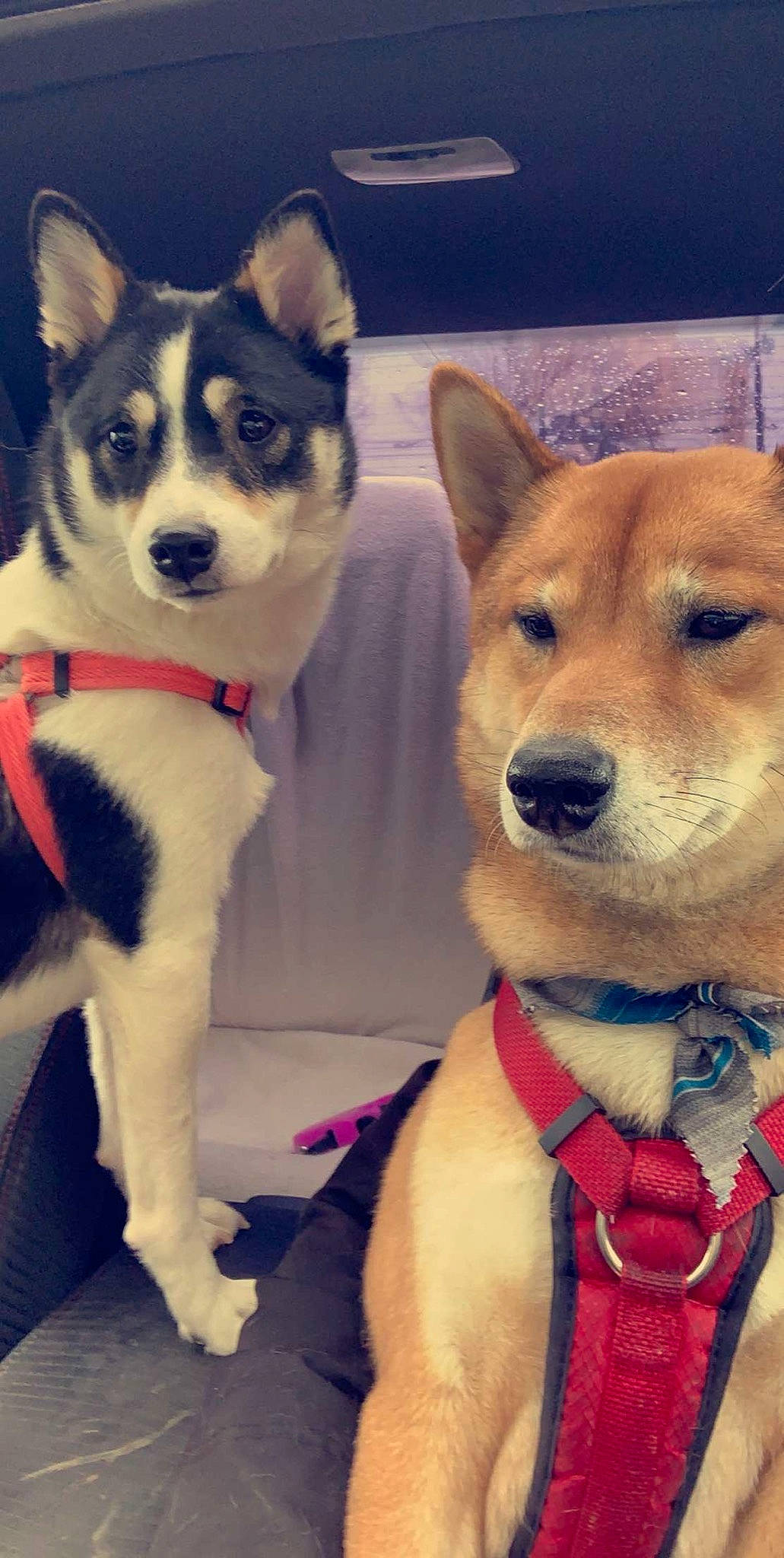 Tyson joined the competition — help win amazing prizes! akita, akita_inu, alaskan_klee_kai, ancient_dog_breeds, canaan_dog, canidae, carnivore, companion_dog, dog, dog_breed, korean_jindo_dog, mammal, non_sporting_group, rare_breed_dog, sakhalin_husky, shiba_inu, shikoku, siberian_husky, snout, vertebrate