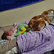 Lilith is registered to the contest to win money with this photo: baby, newborn, infant, cat, pet, sleeping, bottle, feeding_bottle, blanket, bedding, plush_toy, stuffed_animal, cozy, nap, indoor, nursery, wall, collar, fur, resting