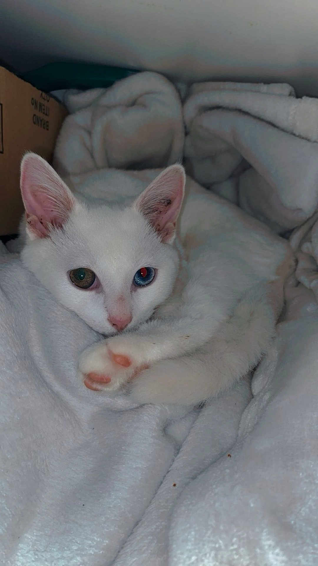 Azula joined the competition — help win amazing prizes! cat, white_cat, heterochromia, blue_eye, green_eye, pink_paw, blanket, cozy, cute, pet, fur, animal, indoor, resting, snuggling, soft_texture, closeup, portrait, feline, sleepy