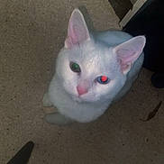 Azula is registered to the contest to win money with this photo: cat, white_cat, pet, floor, indoor, looking_up, reflection, animal, feline, ears, whiskers, pink_nose, curious, close_up, litter_box, corner, shadow, light_reflection, domestic_animal, quiet