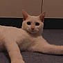 cat, white_cat, animal, pet, lying_down, floor, indoor, curious, close_up, feline, whiskers, ears, paws, fur, eyes, portrait, relaxed, domestic_animal, mammal, cute