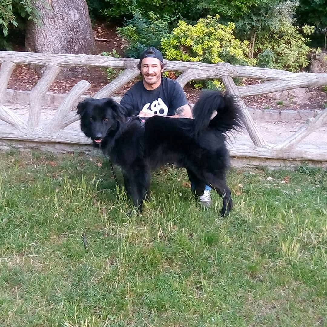 Eros participe au concours pour gagner de l'argent avec cette photo : black_norwegian_elkhound, canidae, carnivore, companion_dog, dog, dog_breed, mammal, rare_breed_dog, sporting_group, vertebrate