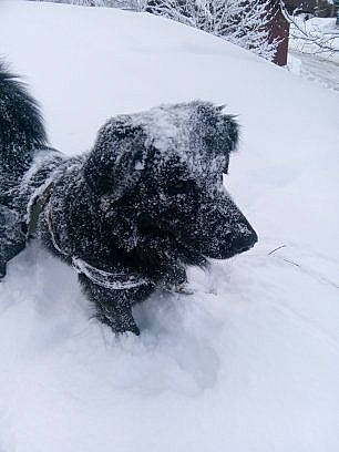 Eros participe au concours pour gagner de l'argent avec cette photo : blizzard, canidae, carnivore, dog, dog_breed, freezing, snow, sporting_group, winter, winter_storm