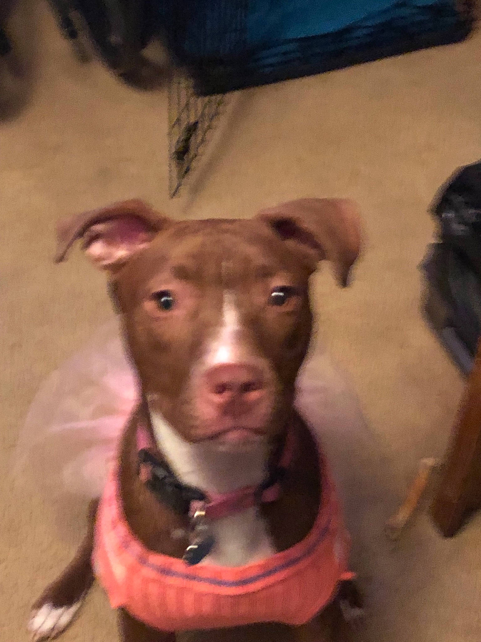 Sadie Jo is registered to the contest to win money with this photo: american_pit_bull_terrier, american_staffordshire_terrier, canidae, carnivore, dog, dog_breed, fawn, mammal, non_sporting_group, nose, person, pit_bull, snout, sporting_group, vertebrate