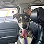 dog, puppy, car, leash, tongue_out, black_leather_seat, window, door, happy, pet, animal, sitting, inside, canine, fur, ears, collar, vehicle, domestic_animal, transport