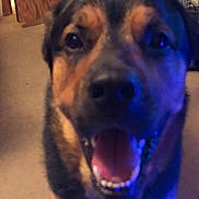 Blu joined the competition — help win amazing prizes! canidae, carnivore, dog, dog_breed, ear, eye, fawn, german_shepherd_dog, huntaway, mammal, nose, snout, street_dog, vertebrate, whiskers, working_dog