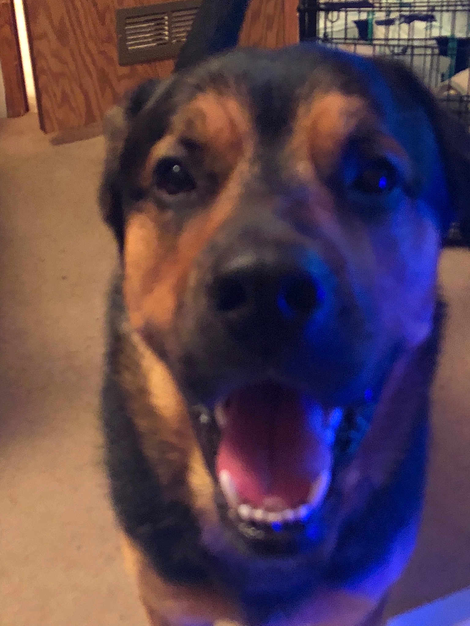 Blu