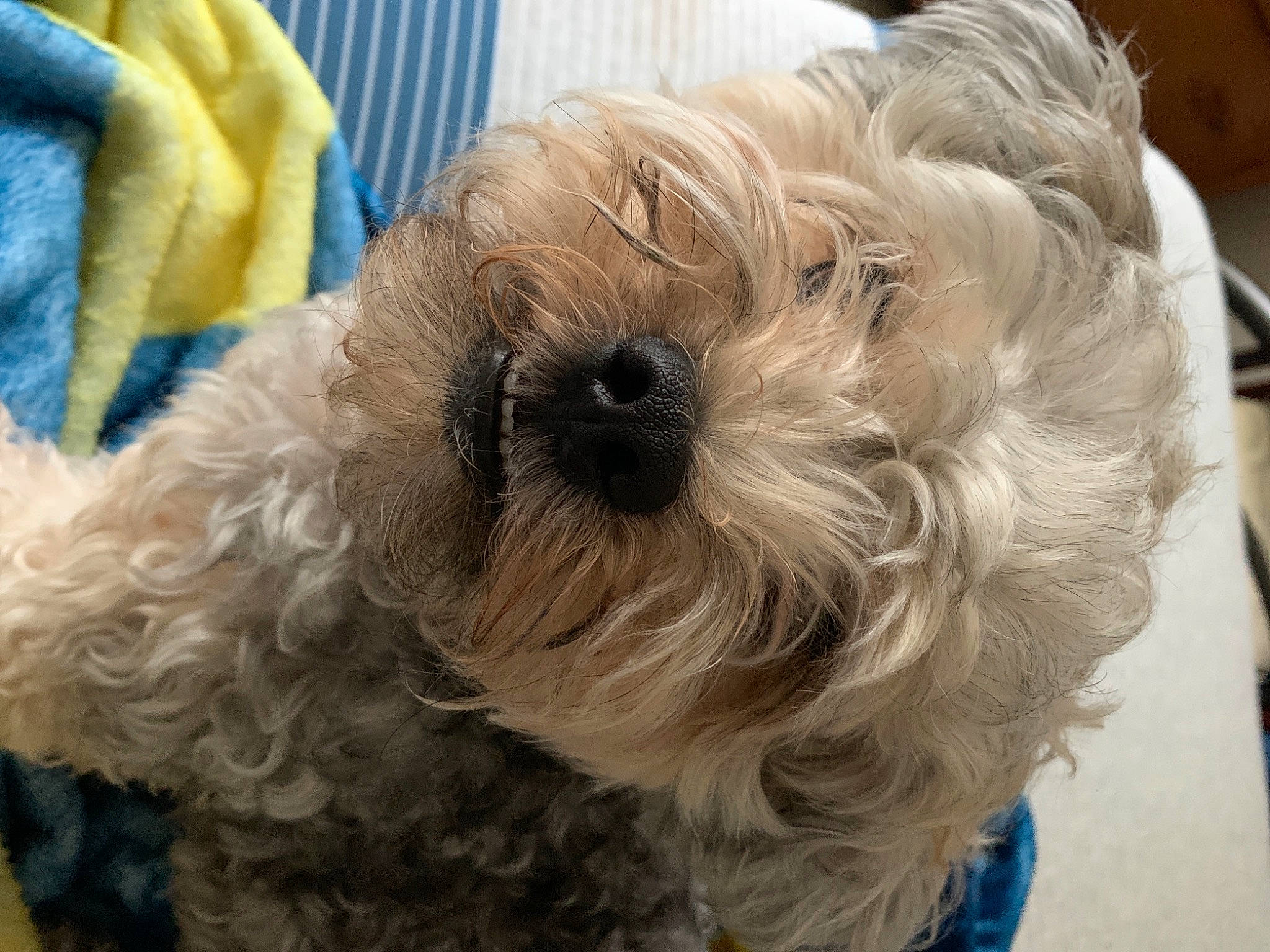 Butch is registered to the contest to win money with this photo: blue, canidae, carnivore, collar, companion_dog, dog, dog_breed, dog_clothes, dog_collar, dog_supply, fawn, fur, mammal, small_terrier, snout, sporting_group, terrier, toy, toy_dog, working_animal