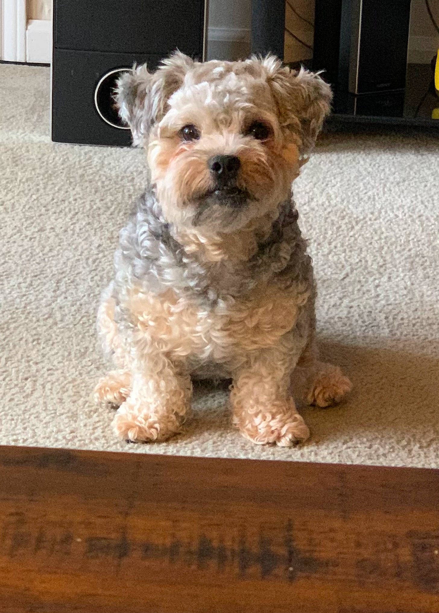 Butch joined the competition — help win amazing prizes! canidae, carnivore, companion_dog, dog, dog_breed, dog_clothes, fawn, flooring, fur, hardwood, maltepoo, poodle_crossbreed, small_terrier, snout, sporting_group, terrier, toy_dog, water_dog, wood, yorkipoo
