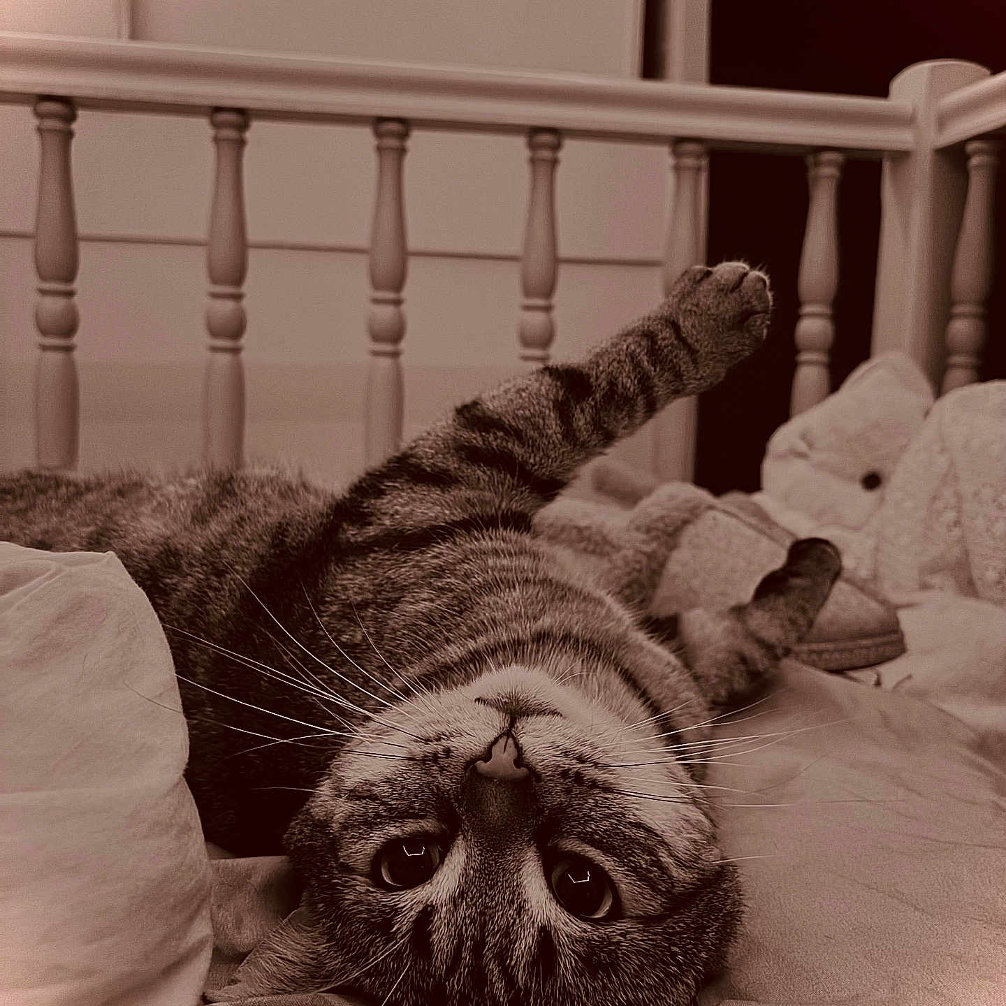 Roméo a rejoint le concours — aidez-le/la à gagner de superbes lots ! animal, bed, blanket, cat, close_up, cozy, curious_eyes, cute, feline, indoor, paw_raised, pet, playful, plush_toy, resting, sepia_tone, tabby_cat, upside_down, whiskers, wooden_bed_rail