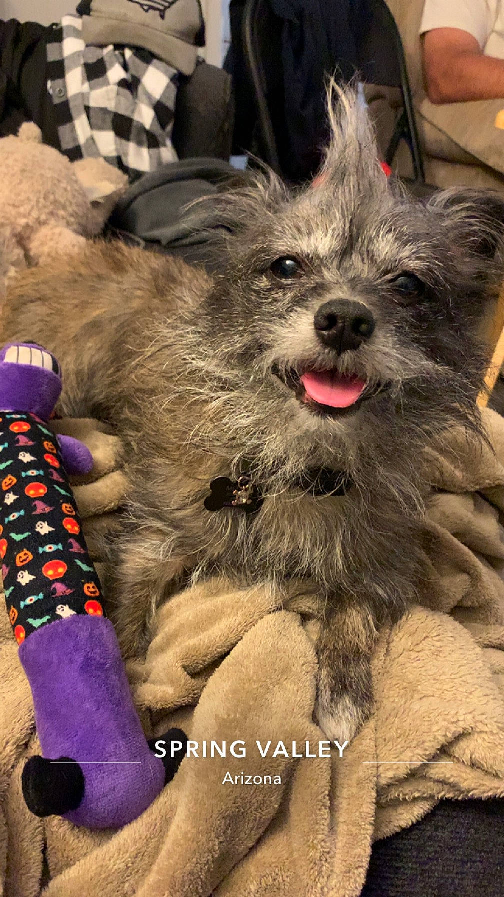 Copper joined the competition — help win amazing prizes! canidae, carnivore, companion_dog, corgi_chihuahua, dog, dog_breed, dog_clothes, dog_supply, event, fashion_accessory, fawn, fur, non_sporting_group, small_terrier, snout, sporting_group, terrier, toy_dog, whiskers, working_animal