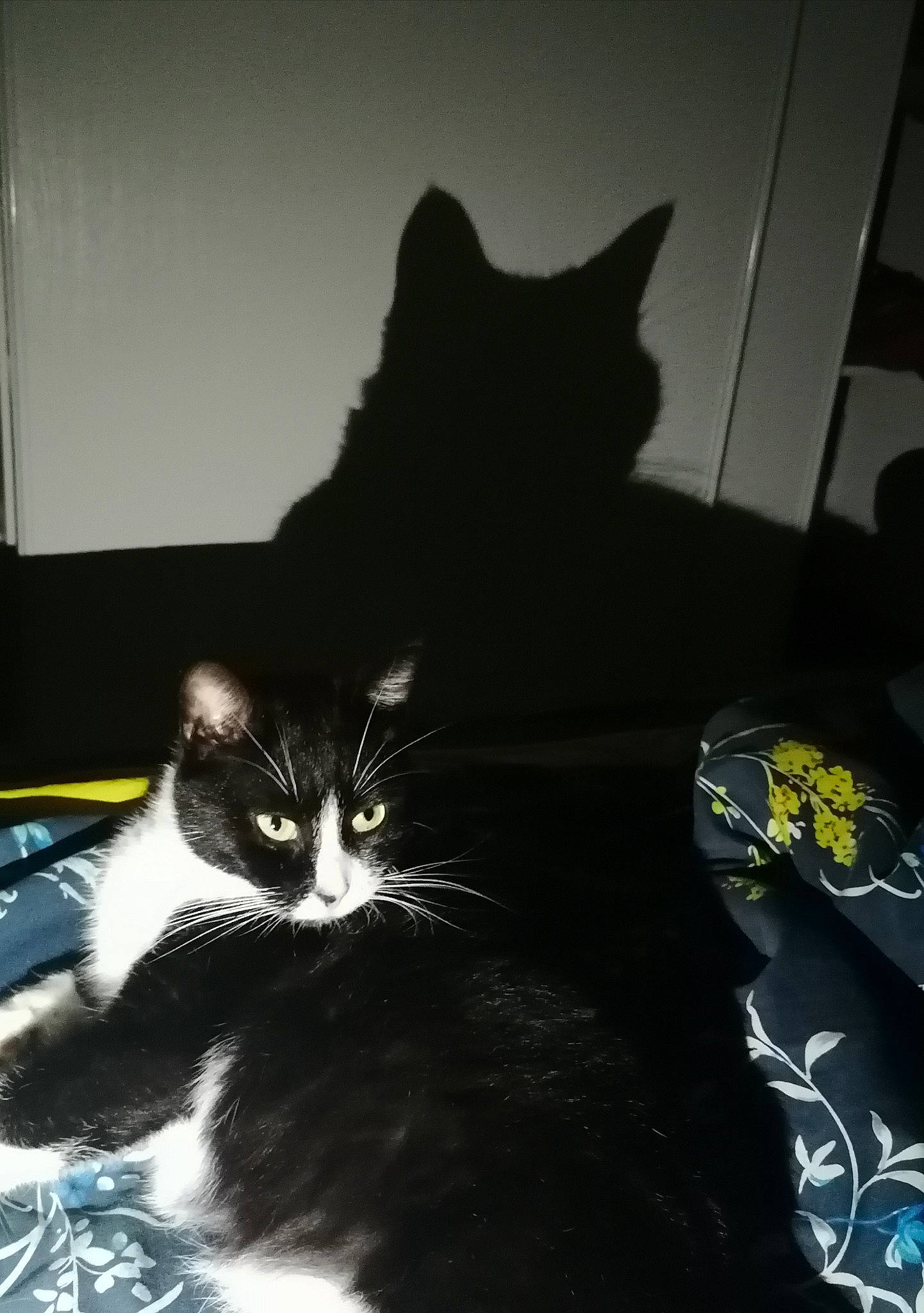 Nella a rejoint le concours — aidez-le/la à gagner de superbes lots ! black_cat, carnivore, cat, comfort, darkness, domestic_short_haired_cat, felidae, flooring, fur, grey, linens, monochrome_photography, paw, room, small_to_medium_sized_cats, snout, tail, tints_and_shades, whiskers, window