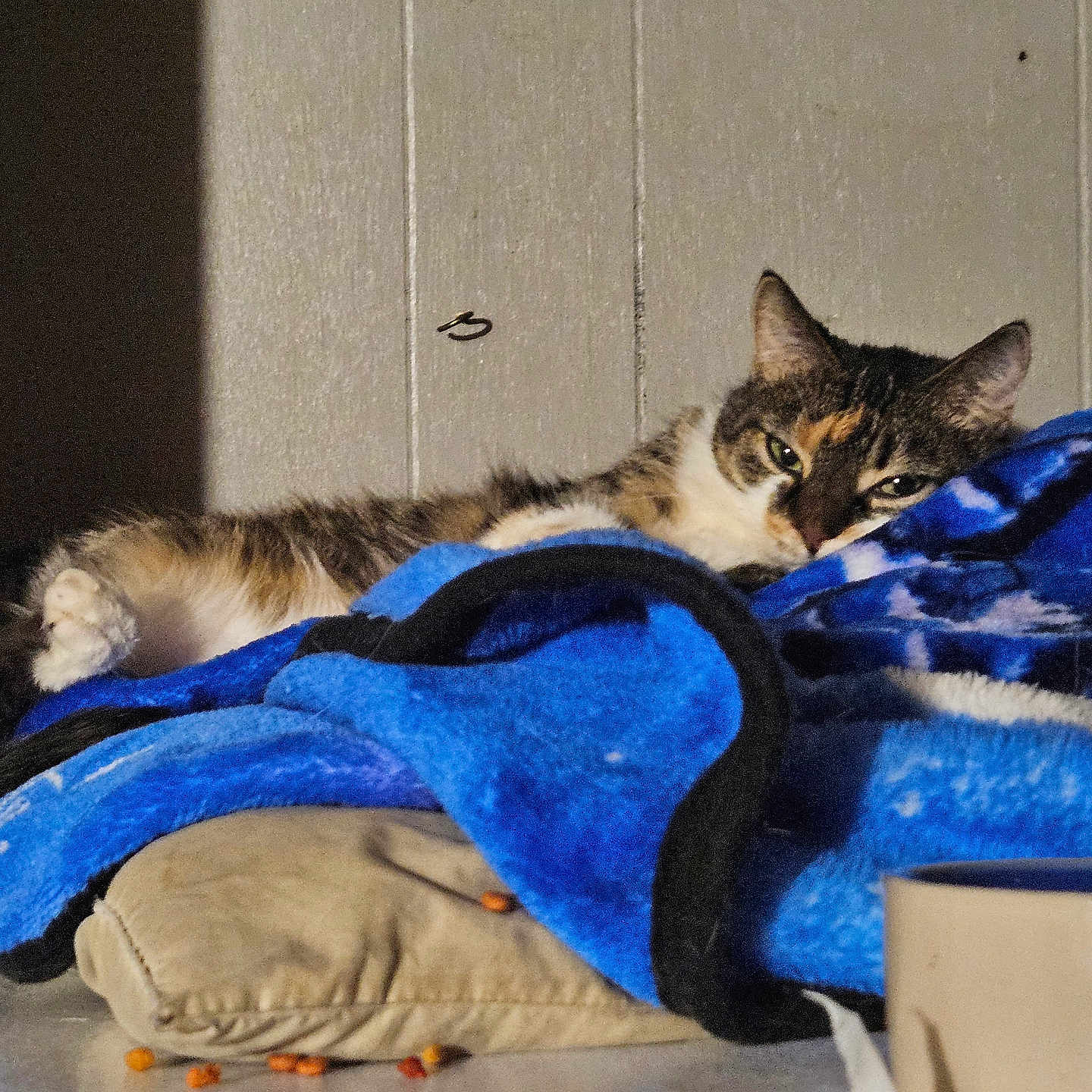 Angel is registered to the contest to win money with this photo: animal, beige, blanket, blue, cat, cozy, cup, cushion, domestic, feline, fur, home, indoor, kibble, pet, relaxation, resting, sleepy, table, wall