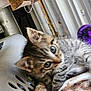 animal, basket, blanket, cat, cozy, curious, cute, cute_pet, eyes, feline, fur, indoors, kitten, pet, resting, small, soft, tabby, whiskers, young