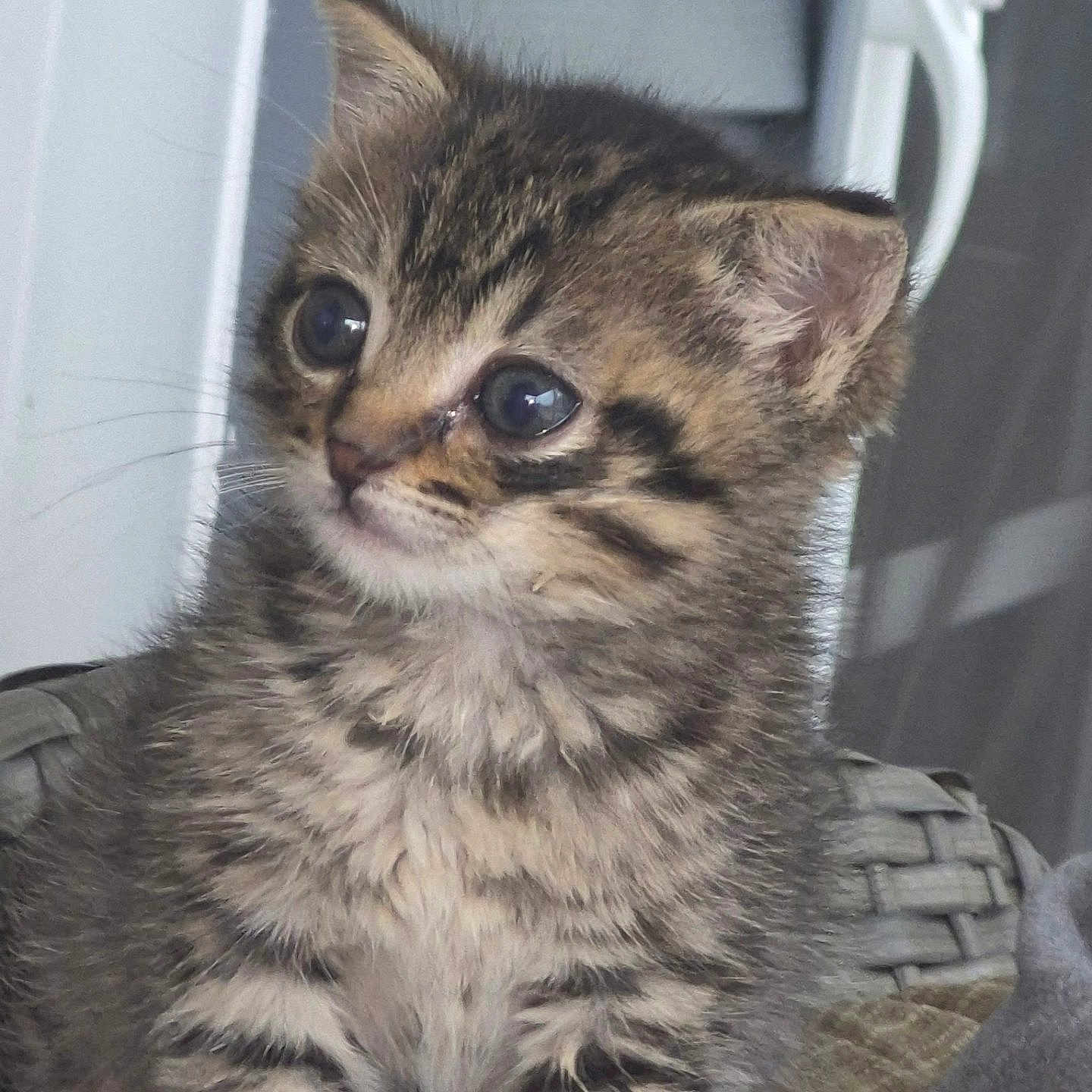 Kori is registered to the contest to win money with this photo: adorable, animal, cat, closeup, curious, cute, domestic, ears, feline, furry, indoor, kitten, pet, portrait, sitting, small, soft, tabby, whiskers, young