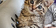 Kori is registered to the contest to win money with this photo: animal, blanket, cat, closeup, cozy, curious, cute, domestic, eyes, feline, fur, indoor, kitten, paws, pet, resting, soft, tabby, whiskers, young