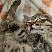 Kori is registered to the contest to win money with this photo: animal, blanket, cat, closeup, comfort, cozy, cute, domestic_cat, feline, fur, kitten, paw, pet, relaxation, resting, sleeping, soft, tabby, whiskers, young