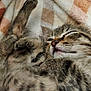 animal, blanket, cat, closeup, comfort, cozy, cute, domestic_cat, feline, fur, kitten, paw, pet, relaxation, resting, sleeping, soft, tabby, whiskers, young