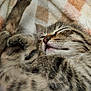 adorable, animal, blanket, cat, closeup, cozy, cute, domestic_cat, feline, fur, kitten, patterned, paw, pet, relaxed, resting, sleeping, soft, tabby, whiskers