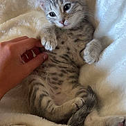 Ella joined the competition — help win amazing prizes! kitten, cat, hand, blanket, soft_texture, relaxed, pet, animal, feline, cute, spotted, paw, tail, indoor, cozy, resting, fur, young, domestic, comfort