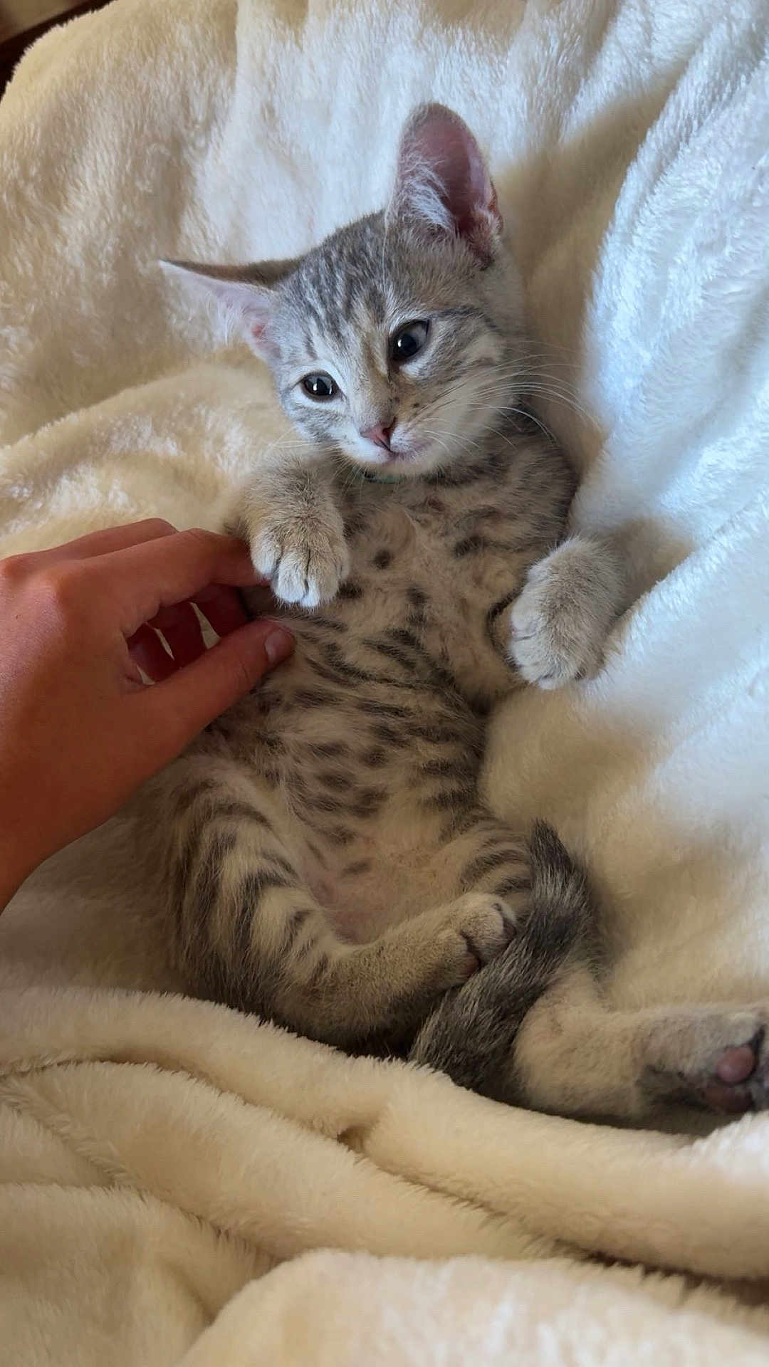 Ella joined the competition — help win amazing prizes! kitten, cat, hand, blanket, soft_texture, relaxed, pet, animal, feline, cute, spotted, paw, tail, indoor, cozy, resting, fur, young, domestic, comfort
