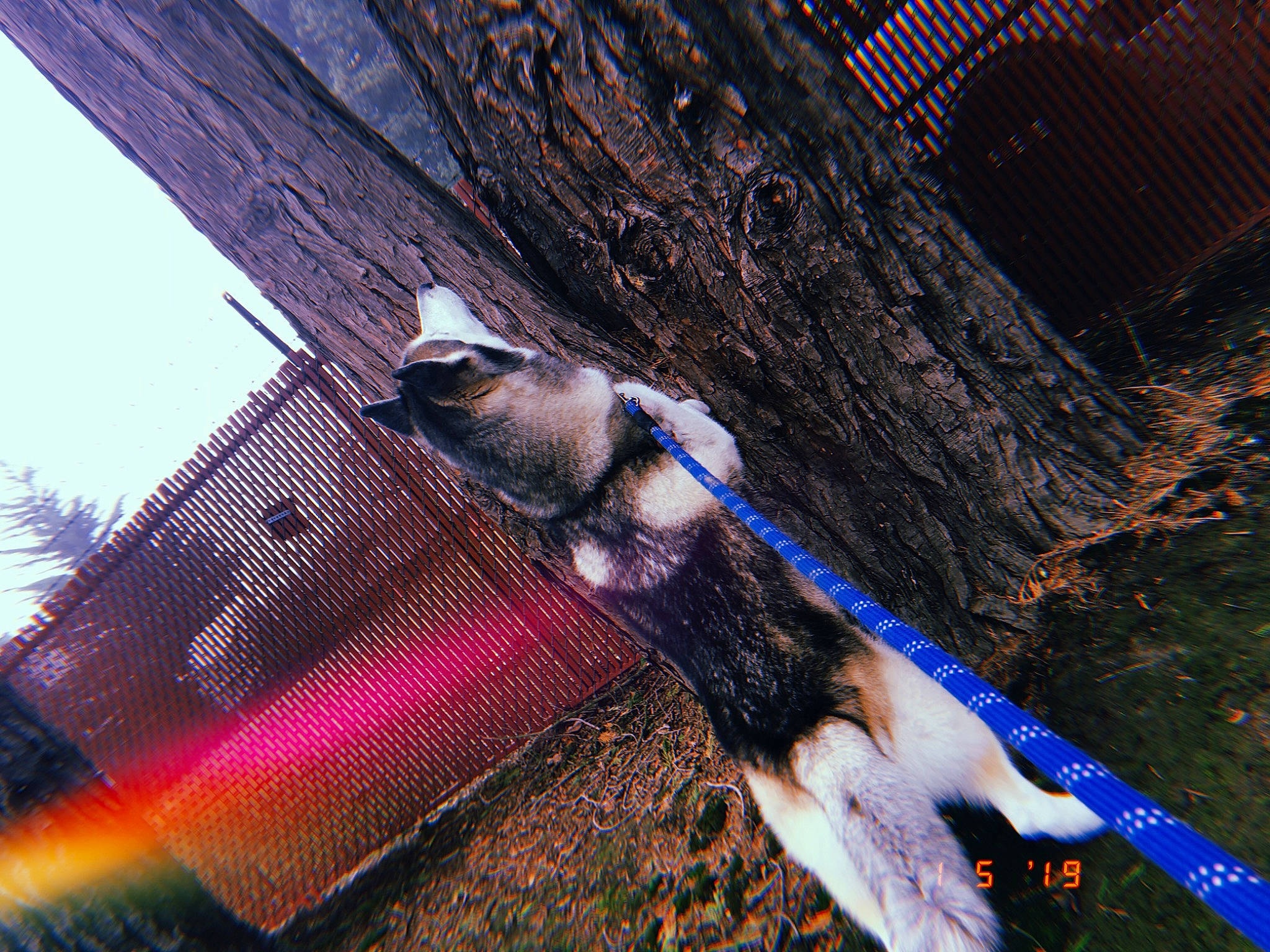 Silver joined the competition — help win amazing prizes! bird, plant, tail, tree